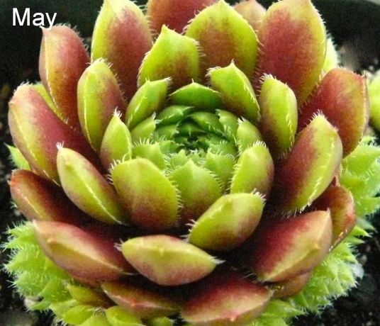 Sempervivum 'Pachamama'